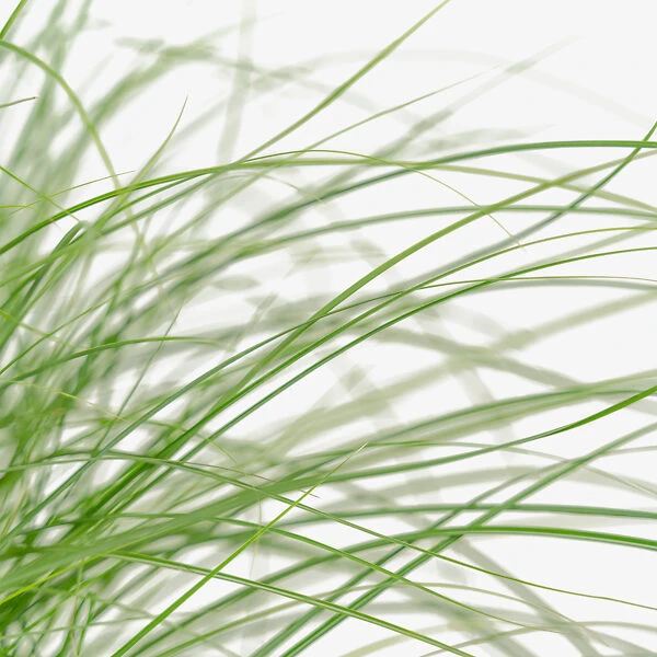 Adagio Maiden Grass - Image 3