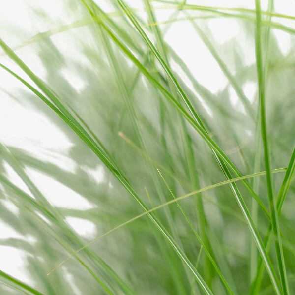 Adagio Maiden Grass - Image 4