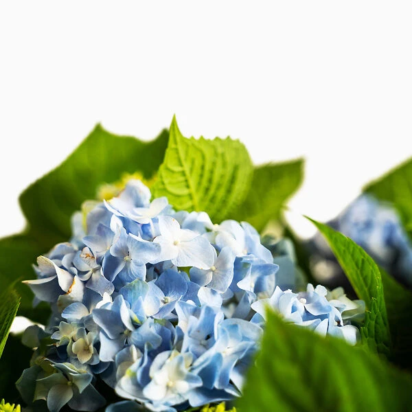 All Summer Beauty Hydrangea - Image 4