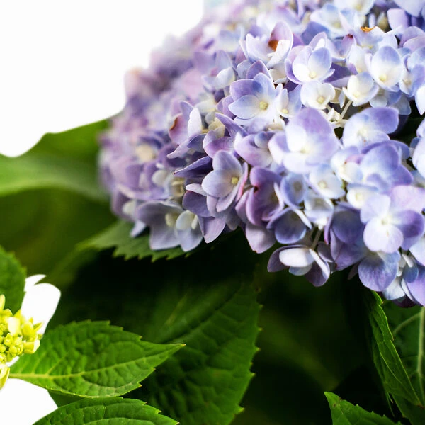 All Summer Beauty Hydrangea - Image 5