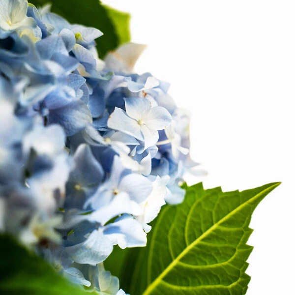 All Summer Beauty Hydrangea - Image 2