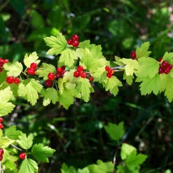 Alpine Currant