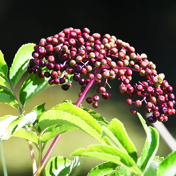 American Black Elderberry - Image 4