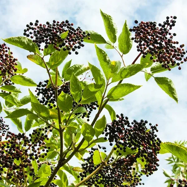 American Black Elderberry - Image 3