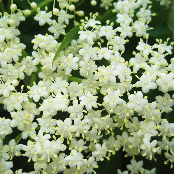 American Black Elderberry
