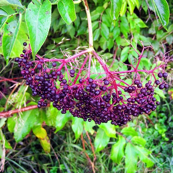 American Black Elderberry - Image 2