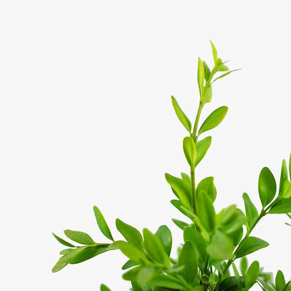 American Boxwood - Image 3