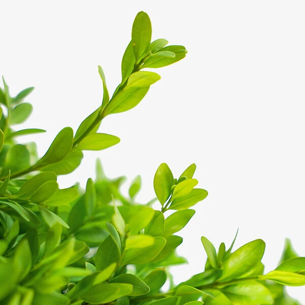 American Boxwood - Image 4