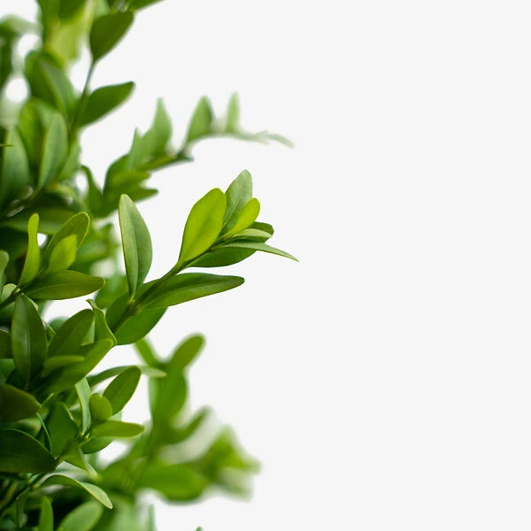 American Boxwood - Image 2