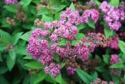 Anthony Waterer Spirea