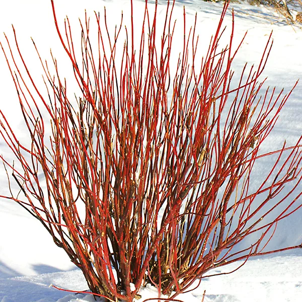 Arctic Fire Red Twig Dogwood - Image 5