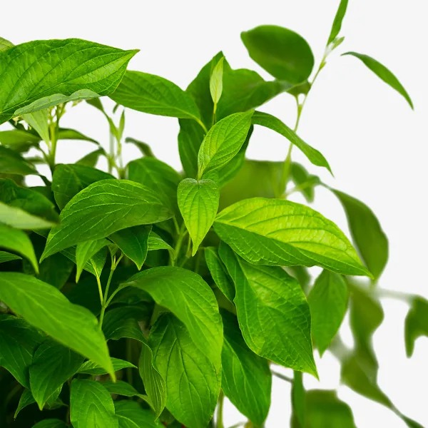 Arctic Fire Red Twig Dogwood - Image 2