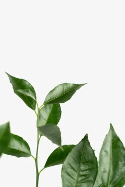 Arctic Frost Satsuma