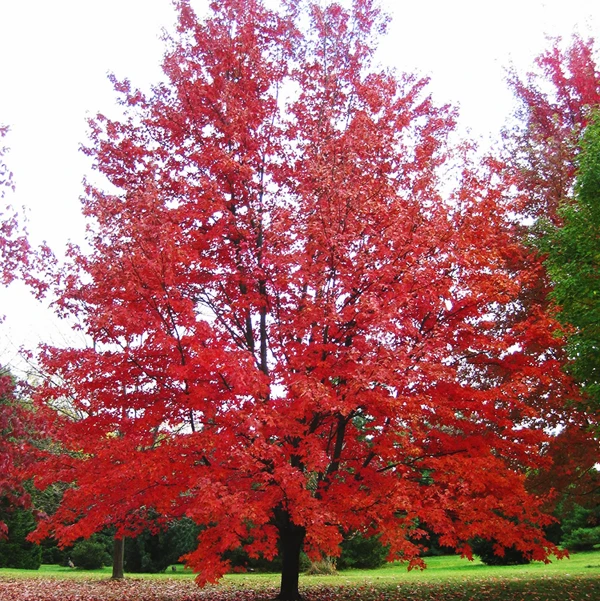 Autumn Fantasy® Red Maple - Image 3