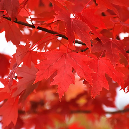 Autumn Fantasy® Red Maple - Image 2