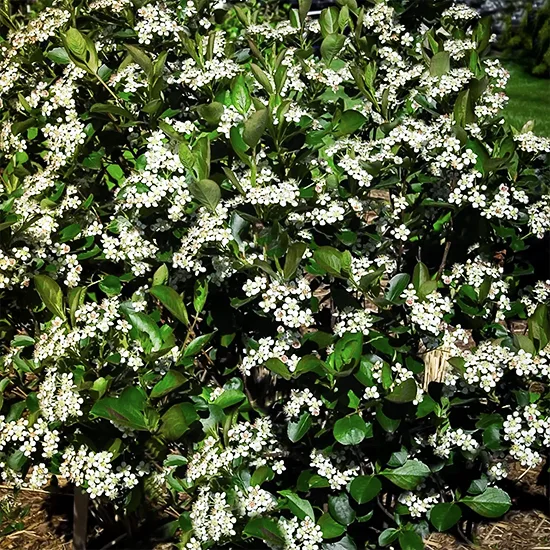 Autumn Magic Black Chokeberry - Image 3