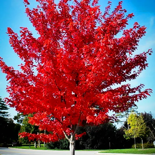 Autumn Flame Red Maple - Image 5