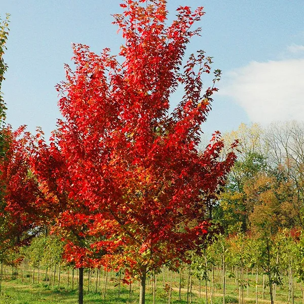 Autumn Flame Red Maple - Image 4