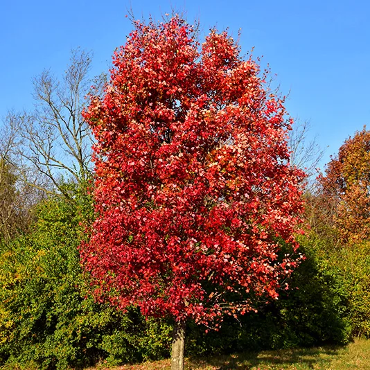 Autumn Flame Red Maple