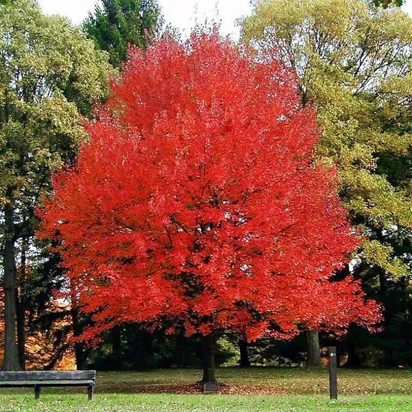 Autumn Flame Red Maple - Image 2
