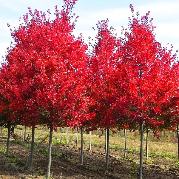 Autumn Flame Red Maple - Image 3