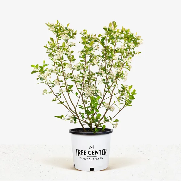 Autumn Magic Black Chokeberry - Image 2