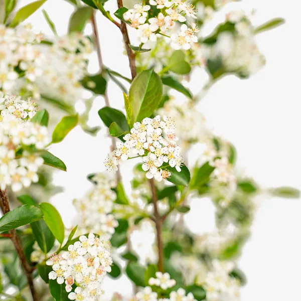 Autumn Magic Black Chokeberry - Image 5