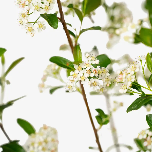 Autumn Magic Black Chokeberry - Image 4