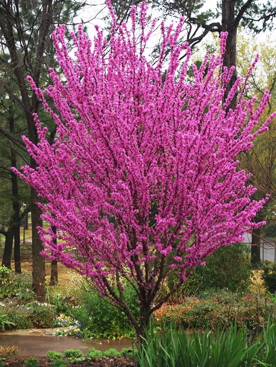 Avondale Redbud - Image 3