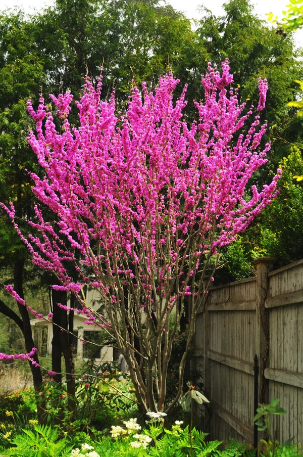 Avondale Redbud - Image 2