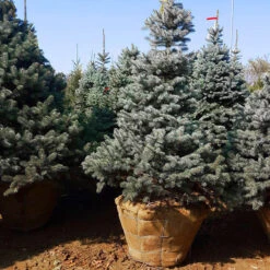Baby Blue Eyes Spruce