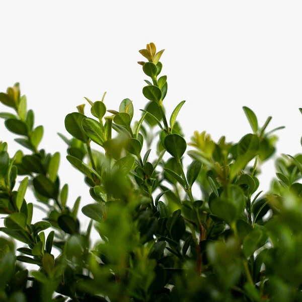 Baby Gem™ Boxwood - Image 3