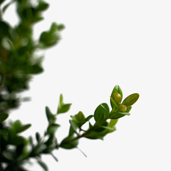 Baby Gem™ Boxwood
