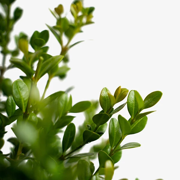Baby Gem™ Boxwood - Image 4