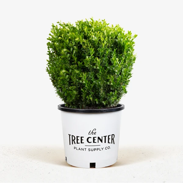 Baby Gem™ Boxwood - Image 2
