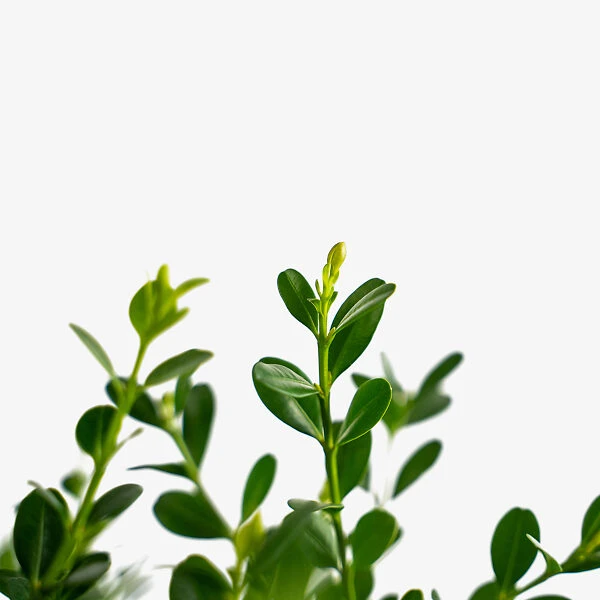 Baby Gem™ Boxwood - Image 5