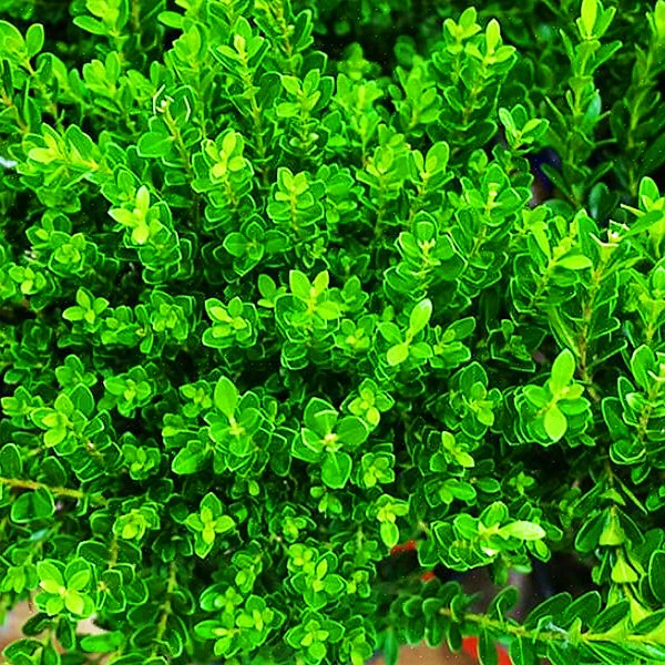 Baby Jade⢠Japanese Boxwood