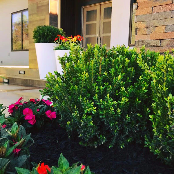 Baby Jade⢠Japanese Boxwood - Image 3