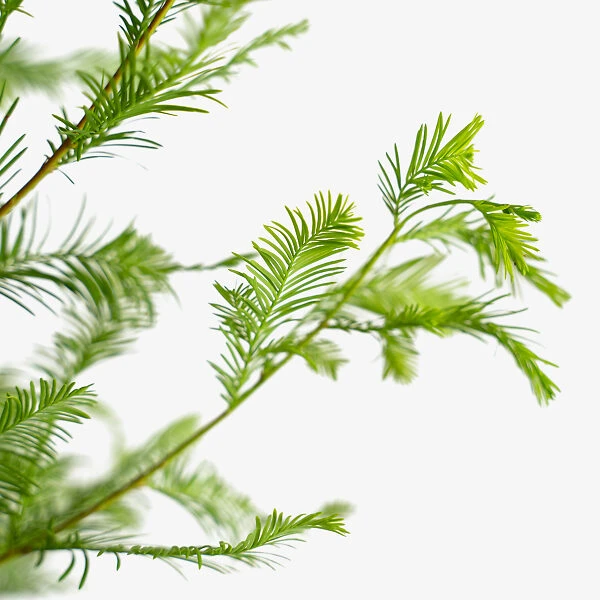 Bald Cypress Tree - Image 2