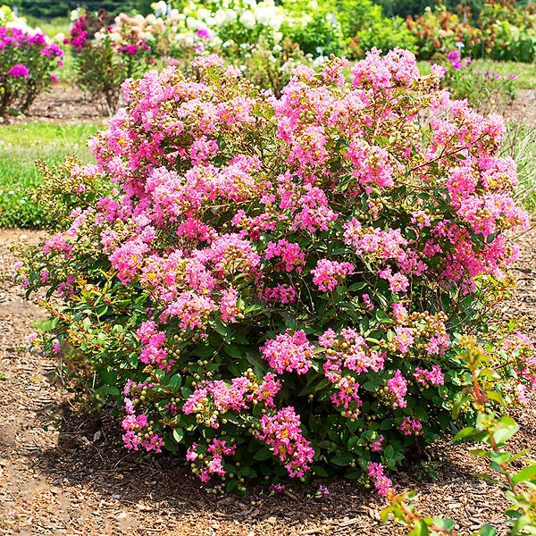Bellini® Guava Crape Myrtle - Image 2