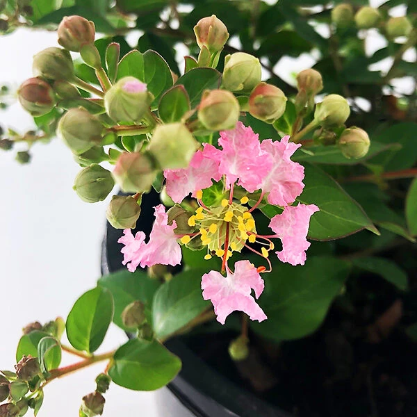 Bellini® Guava Crape Myrtle - Image 3