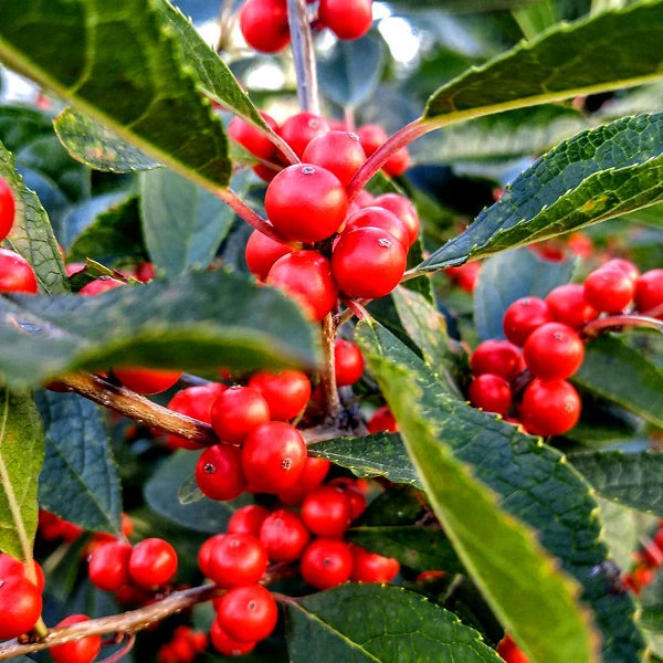 Berry Heavy Winterberry Holly - Image 3
