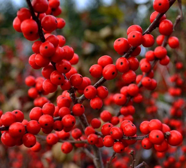 Berry Heavy Winterberry Holly - Image 4