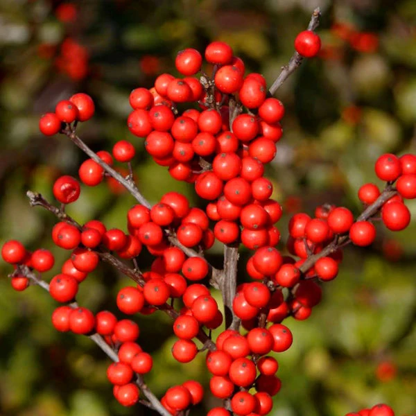 Berry Heavy Winterberry Holly - Image 2