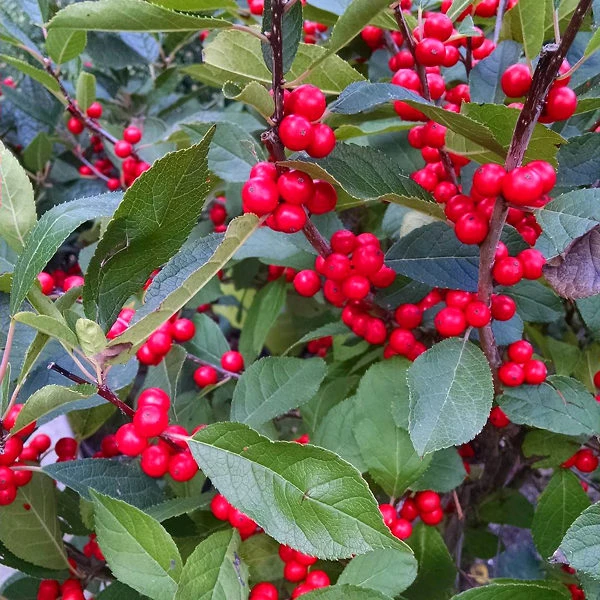 Berry Heavy Winterberry Holly - Image 5