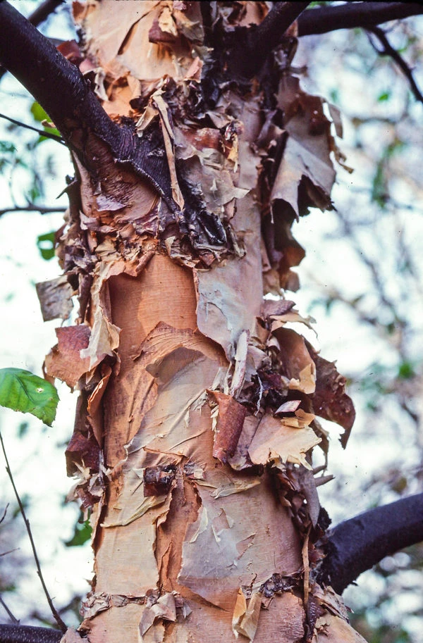 Heritage River Birch - Image 2