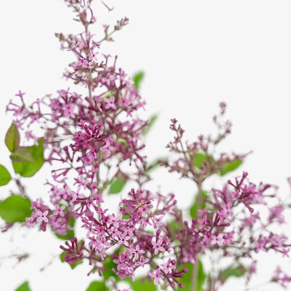 Bloomerang® Purple Lilac
