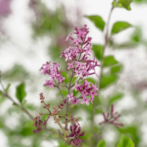 Bloomerang® Purple Lilac - Image 3
