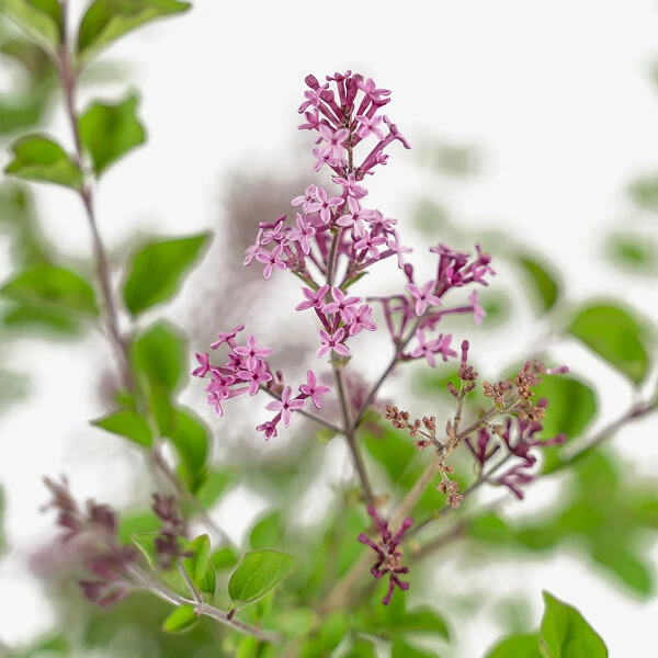 Bloomerang® Purple Lilac - Image 4