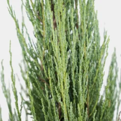 Blue Arrow Juniper